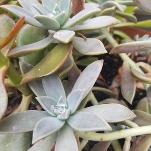 Meet your Posher, Chardonnay